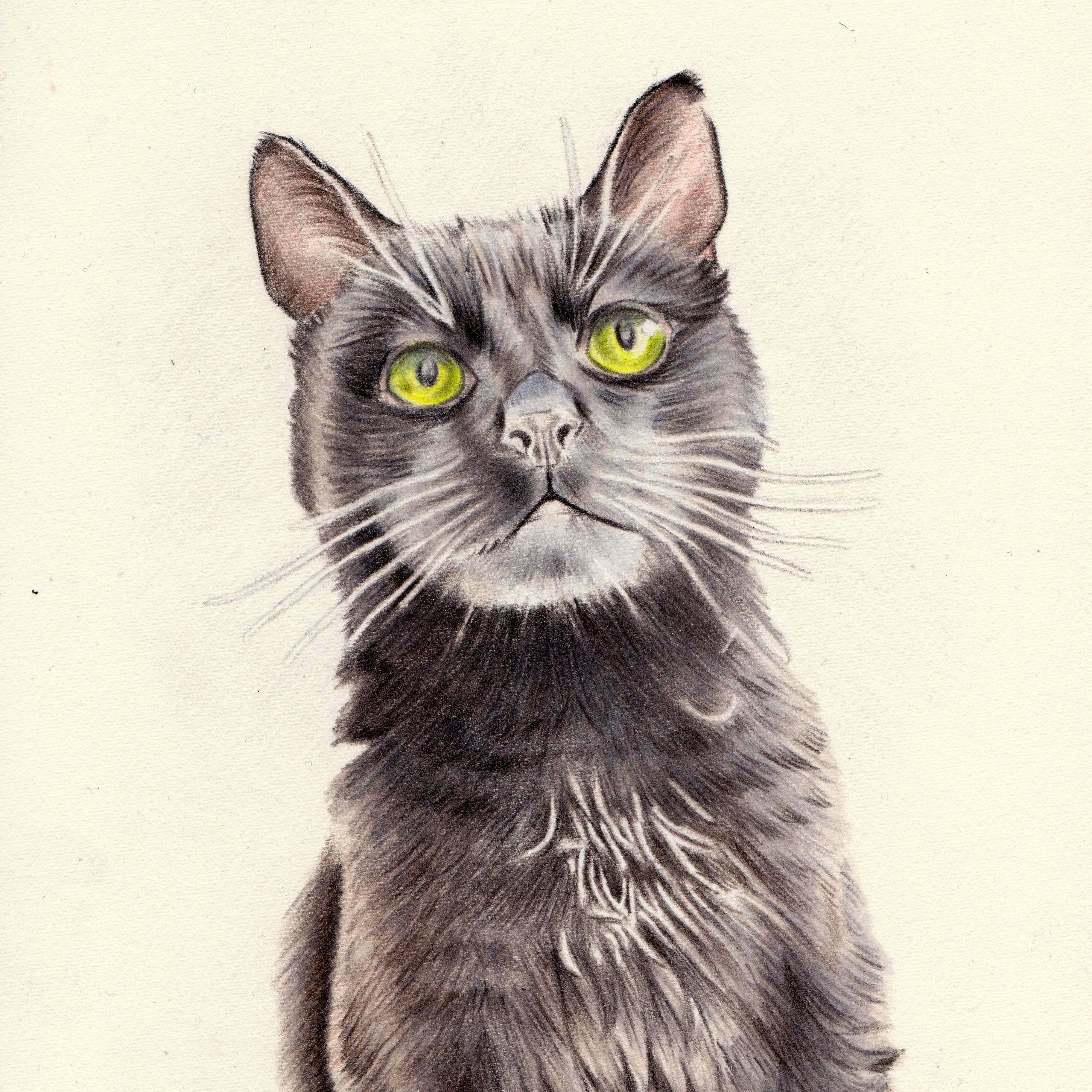 Georgia Harvey Pet & Wildlife Art